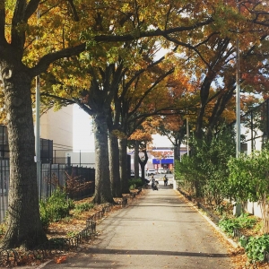 A beautiful #allee of #fallfoliage with a #pepboys waiting for you at the end. Ahhhh #prettyprettynewyorkcity #brooklyn #gowanus #4thavenue
