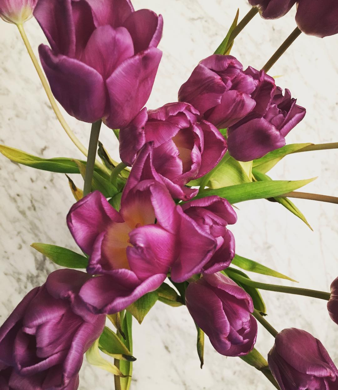 #Sundaynight #prettyflowers #tulips last so long and help the winter go #byeeee